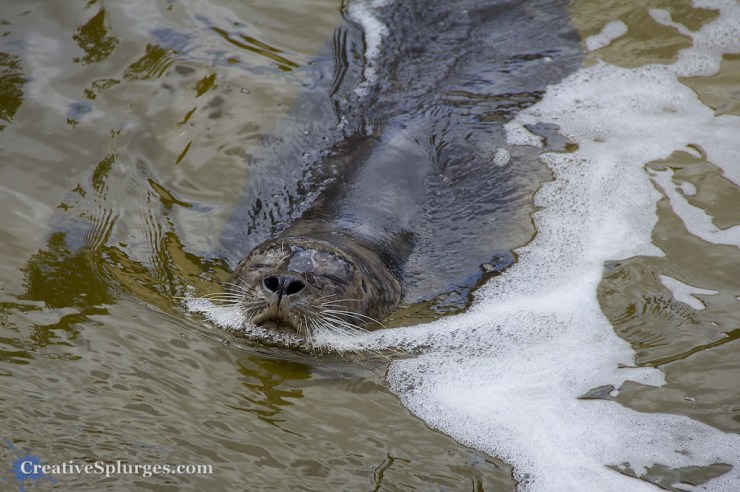 1/400sec, f/5.6, ISO 100, 135mm