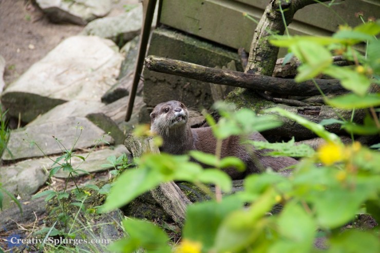 1/125sec, f/5.6, ISO 800, 135mm