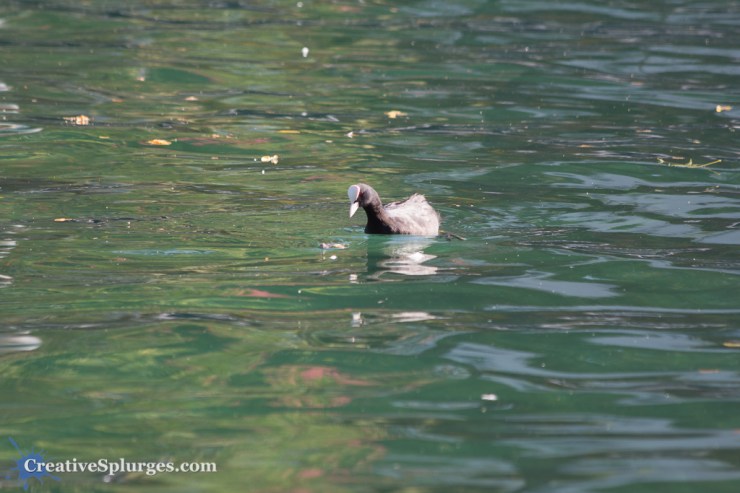 1/100sec, f/5.6, ISO 100, 300mm