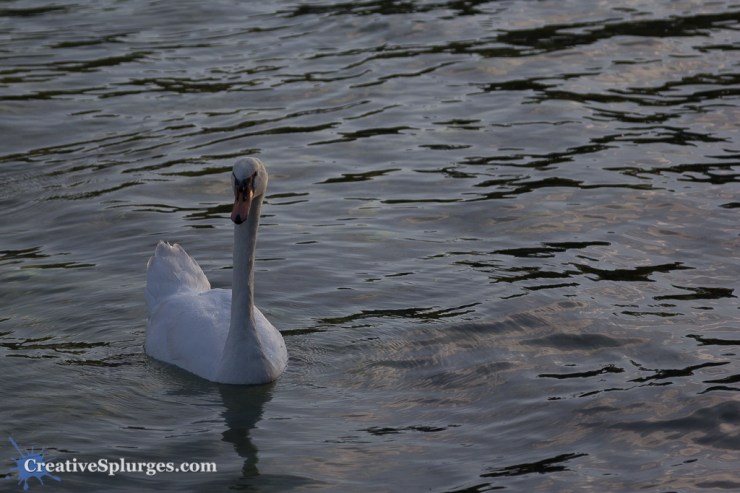 1/2000sec, f/4, ISO 100, 105mm