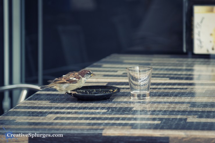 1/80sec, f/4, ISO 100, 105mm