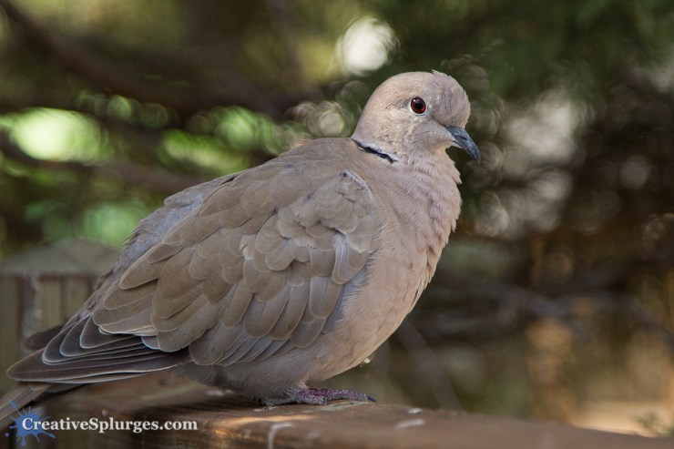 1/320sec, f/4, ISO 125, 105mm