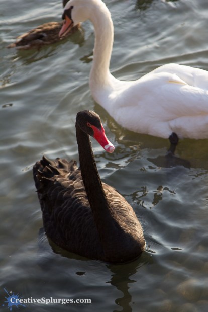 1/250sec, f/4, ISO 100, 105mm