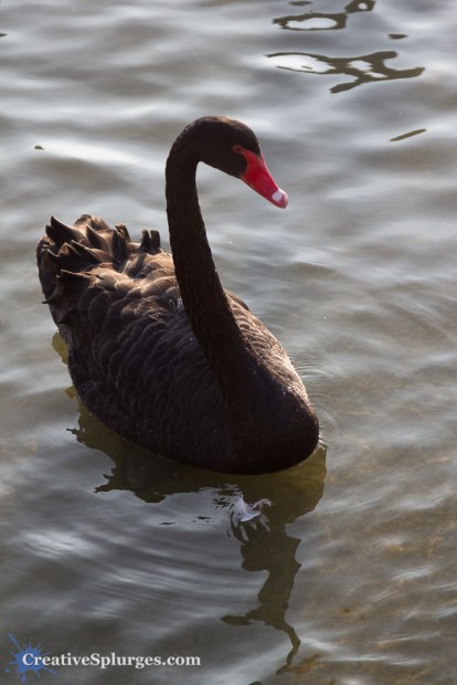 1/250sec, f/4, ISO 100, 105mm