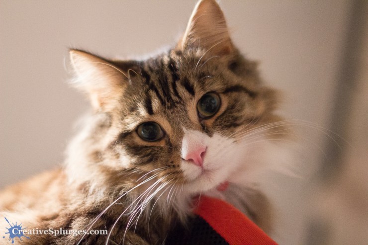 1/80sec, f/1.4, ISO 2500, 50mm