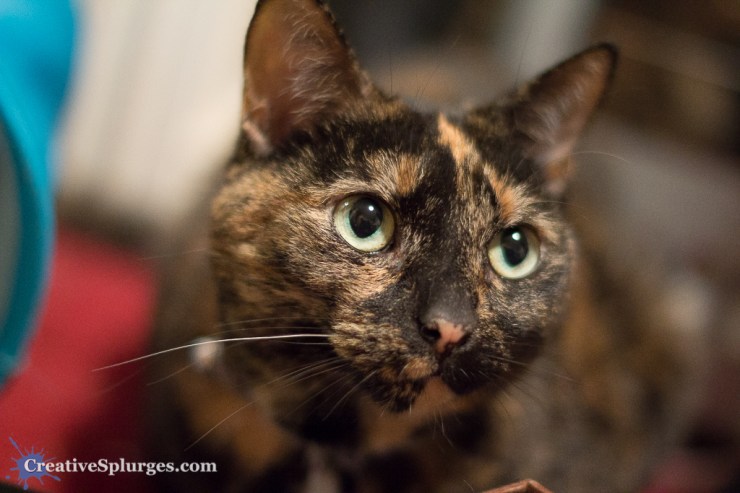 1/50sec, f/1.4, ISO 2500, 50mm