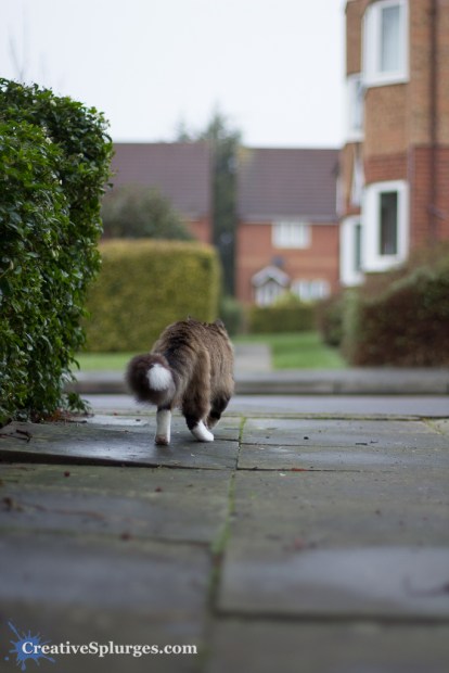 1/1600sec, f/1.4, ISO 250, 50mm