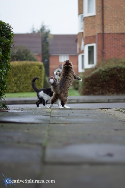 1/1600sec, f/1.4, ISO 250, 50mm