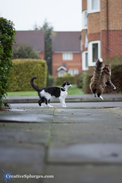 1/1250sec, f/1.4, ISO 250, 50mm