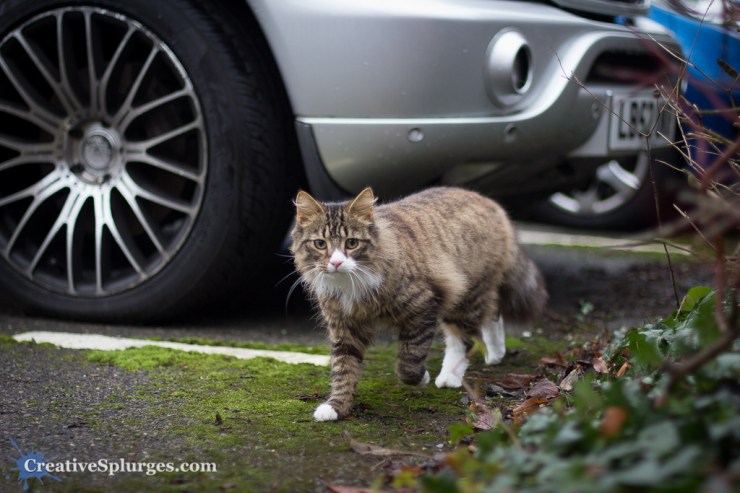 1/640sec, f/1.4, ISO 250, 50mm