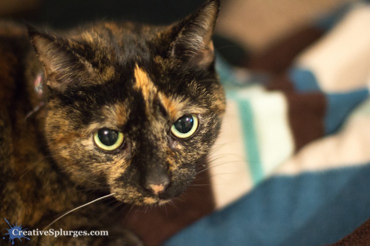 1/80sec, f/1.4, ISO 2000, 50mm