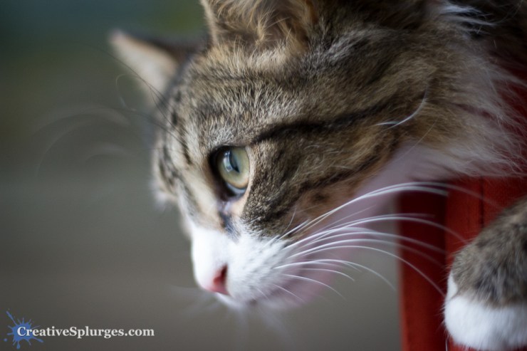 1/160sec, f/1.4, ISO 1000, 50mm