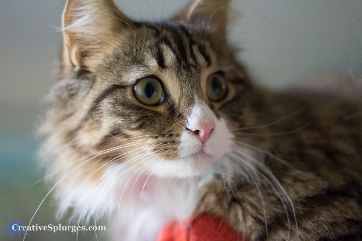 1/160sec, f/1.4, ISO 1000, 50mm