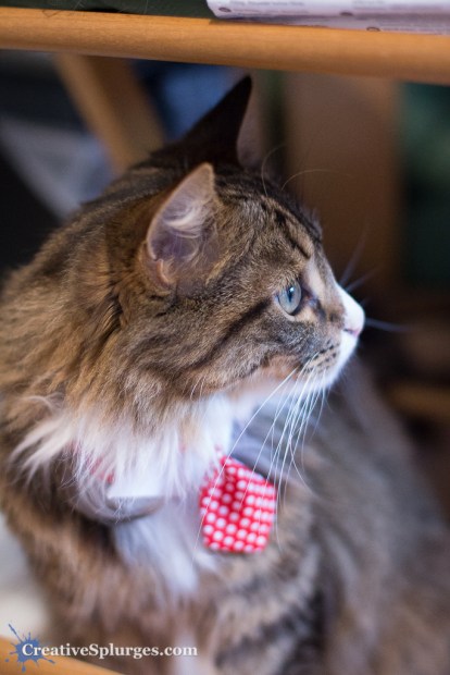 1/50sec, f/2, ISO 2500, 50mm