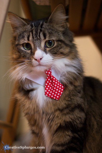 1/160sec, f/2, ISO 2500, 50mm