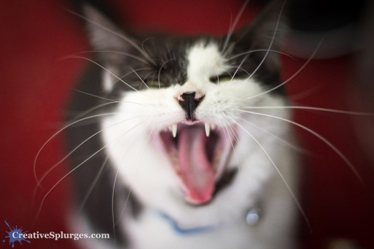 1/125sec, f/2, ISO 800, 50mm