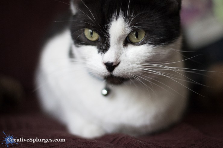 1/800sec, f/1.4, ISO 800, 50mm