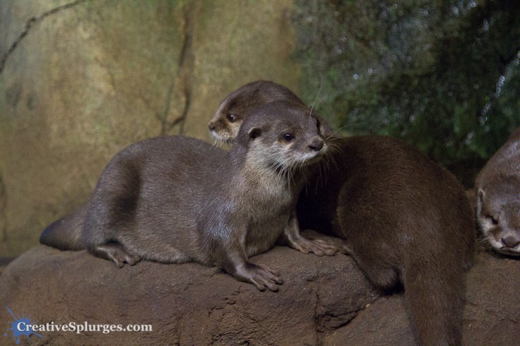 1/200sec, f/4, ISO 4000, 67mm