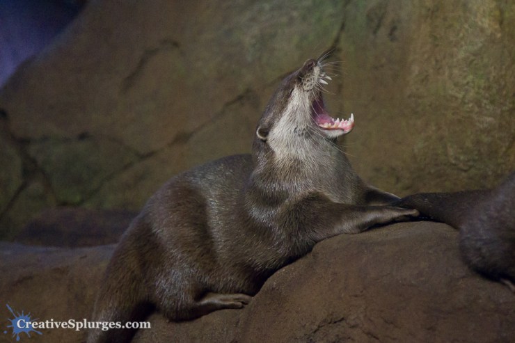 1/320sec, f/4, ISO 4000, 84mm