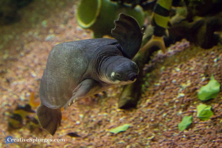 1/50sec, f/4, ISO 6400, 47mm