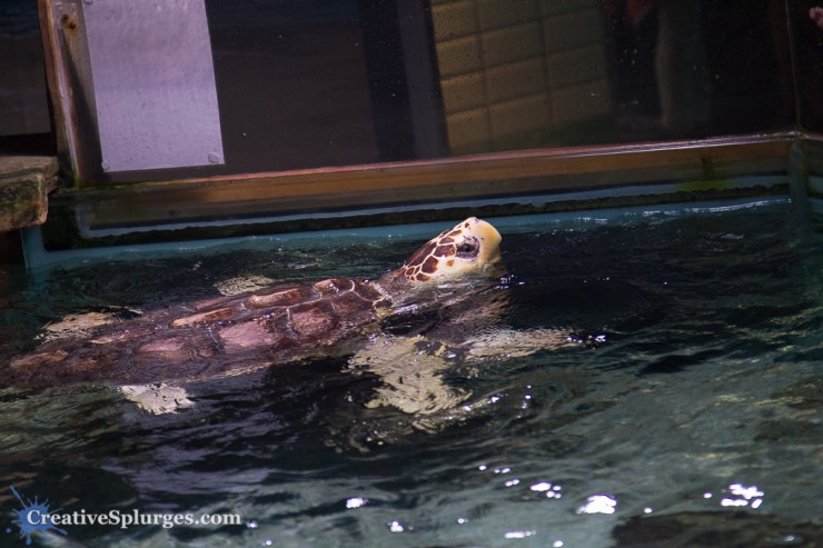 1/160sec, f/4, ISO 2000, 105mm