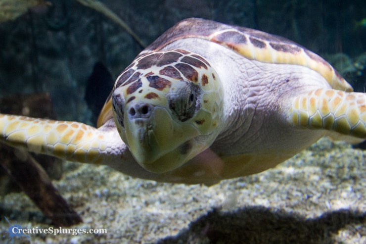 1/80sec, f/4, ISO 2000, 24mm