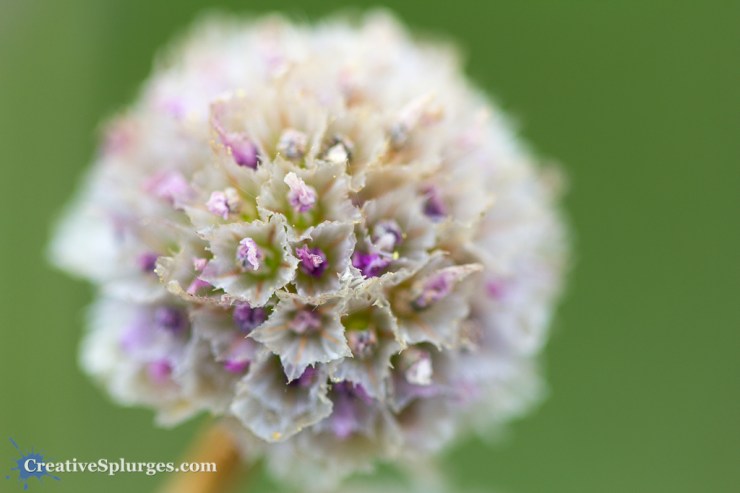 1/320sec, f/2.8, ISO 100, 100mm