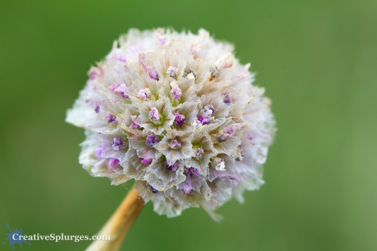 1/200sec, f/6.3, ISO 320, 100mm