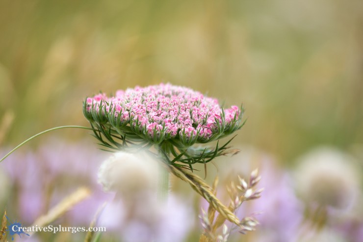 1/400sec, f/5, ISO 100, 170mm