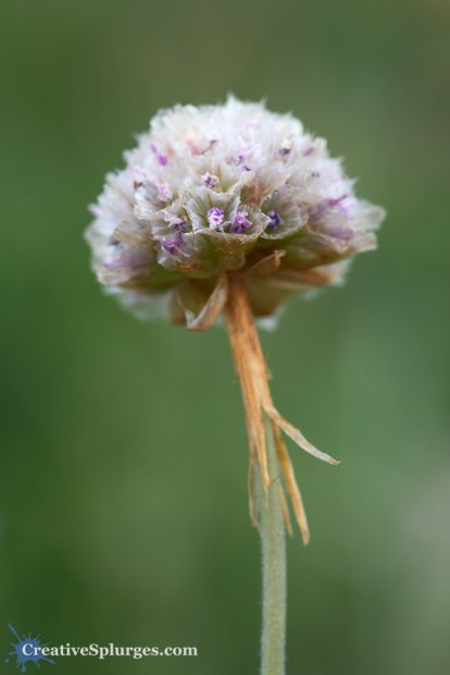 1/125sec, f/6.3, ISO 160, 100mm