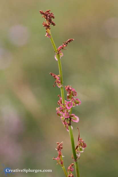 1/160sec, f/5, ISO 100, 100mm