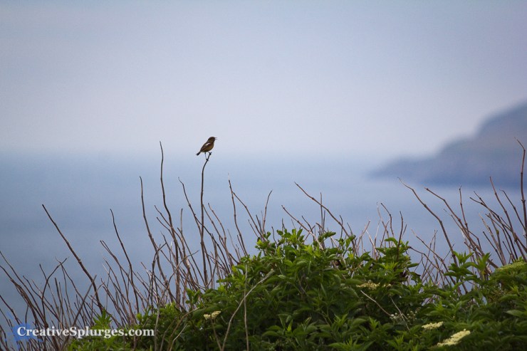 1/1000, f/5.6, ISO 100, 300mm