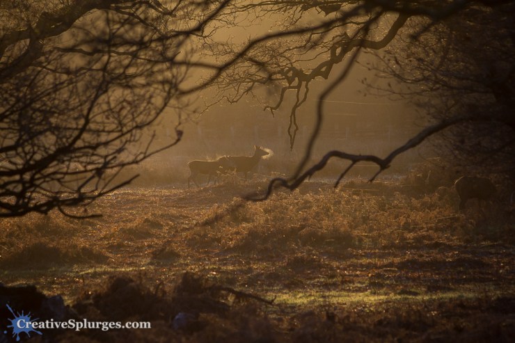 1/250, f/5.6, ISO 250, 300mm