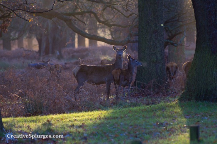 1/125, f/5.6, ISO 250, 300mm