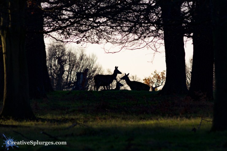 1/320, f/7.1, ISO 250, 300mm