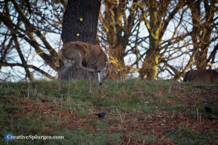 1/200, f/5.6, ISO 500, 300mm