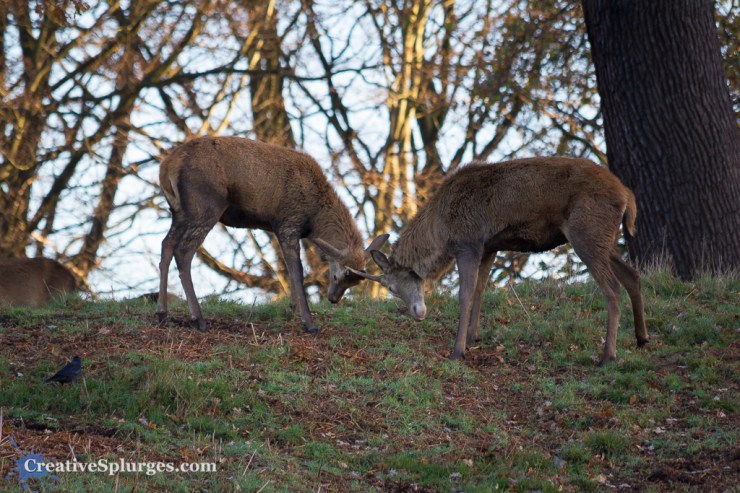 1/160, f/5.6, ISO 500, 300mm