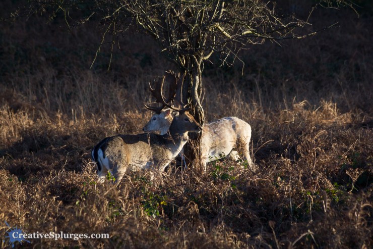 1/640, f/8, ISO 320, 240mm