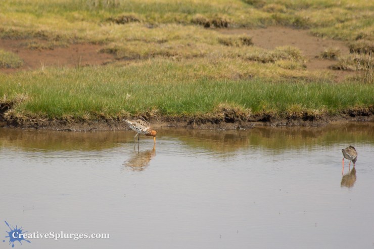 1/1600, f/5.6, ISO 100, 300mm