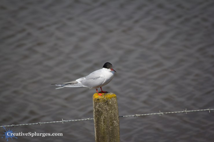 1/640, f/5.6, ISO 100, 300mm