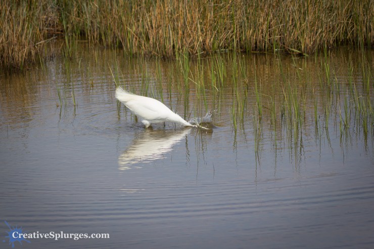 1/640, f/5.6, ISO 100, 300mm