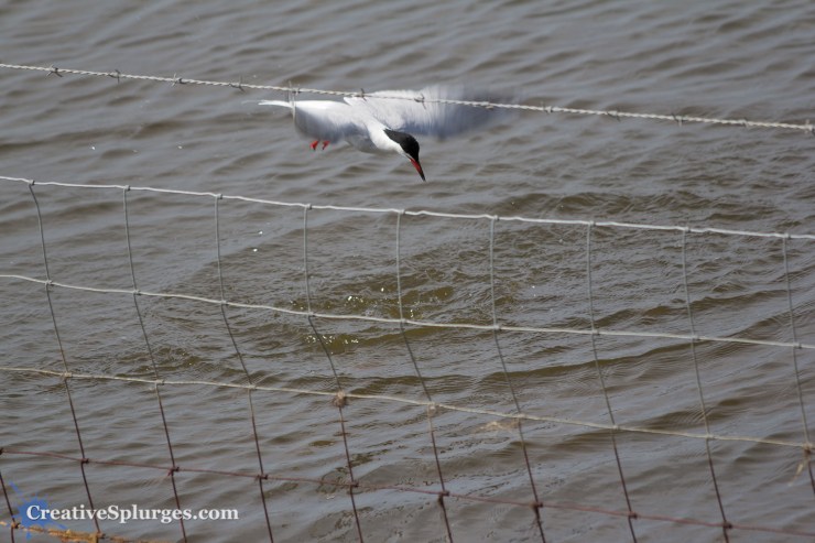 1/500, f/5.6, ISO 100, 300mm