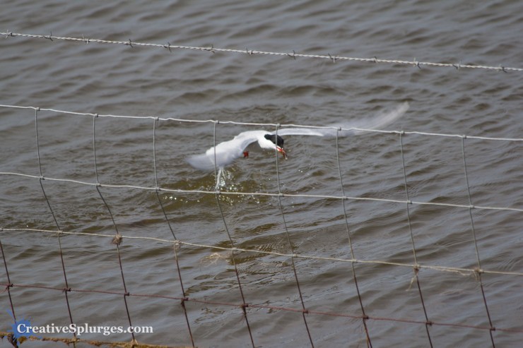 1/500, f/5.6, ISO 100, 300mm