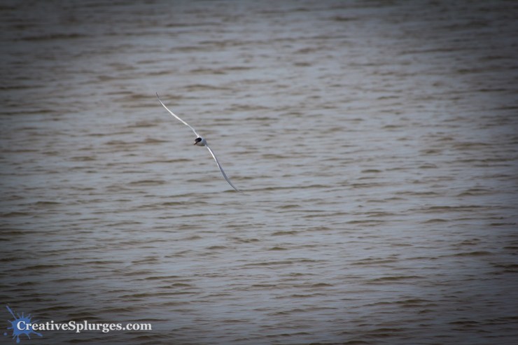 1/800, f/5.6, ISO 100, 300mm