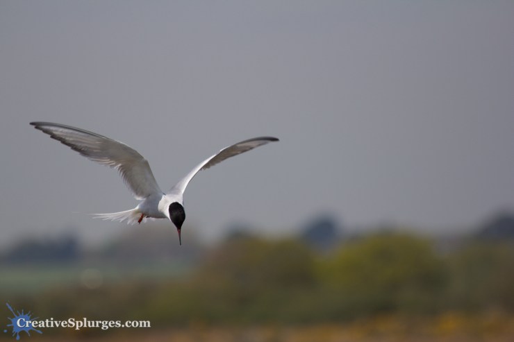 1/1250, f/5.6, ISO 100, 240mm