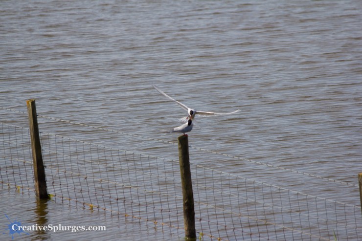 1/800, f/5, ISO 100, 220mm