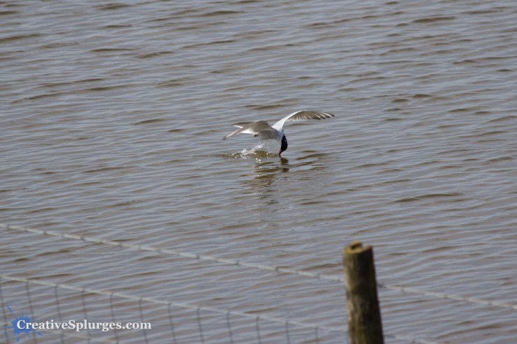 1/800, f/5, ISO 100, 220mm