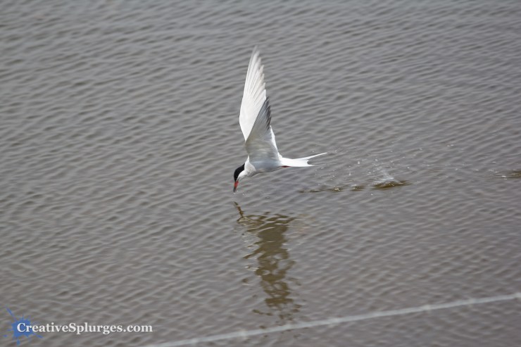 1/500, f/5, ISO 100, 220mm