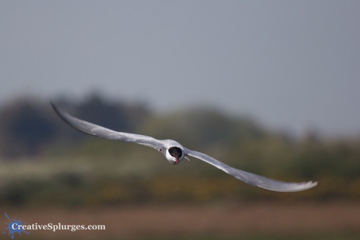 1/800, f/5.6, ISO 100, 300mm