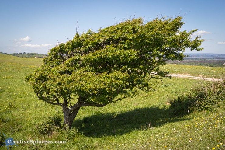 1/125, f/8, ISO 100, 24mm